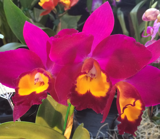 *Santa Clara Valley Orchid Society 2025 Show & Sale