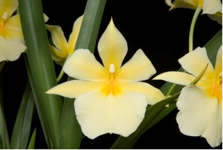 Name