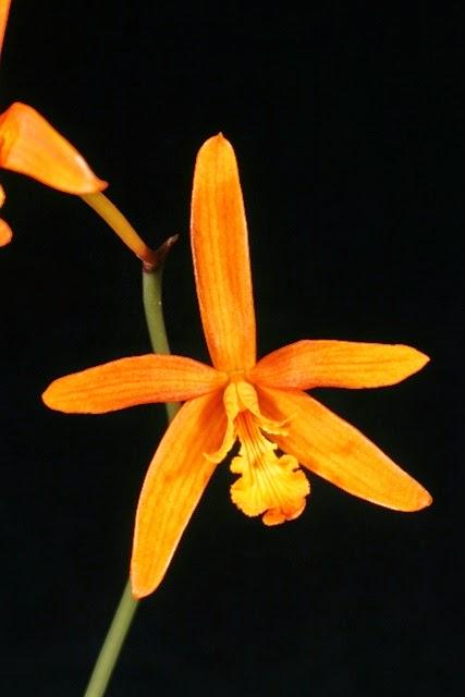 Name