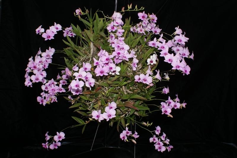 Name