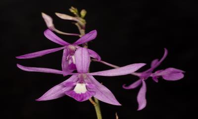 Pseudolaelia