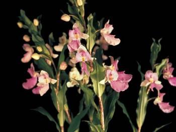 Brachycorythis kalbreyeri 'Jalen' AM/AOS