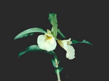 Brachycorythis helferi 'DayStar' CBR/AOS