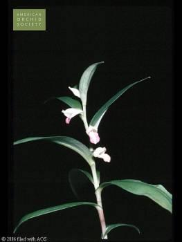 Brachycorythis acuta 'Carla' CBR/AOS