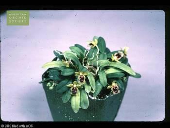 Haraella odorata 'Elise' CCM/AOS
