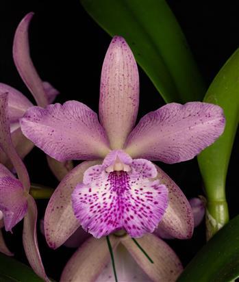 Brassocatanthe Cheryle Daniel 'Krull-Smith' HCC/AOS