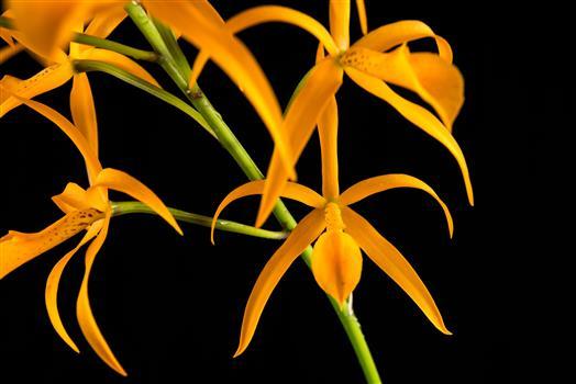 Brassocatanthe Robert Randall 'Newberry' AM/AOS