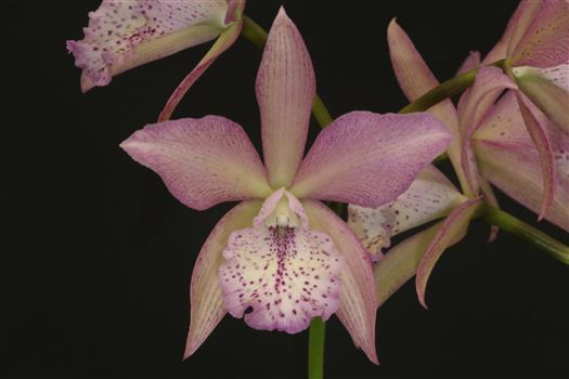 Brassocatanthe Cheryle Daniel 'Mother's Day Beauty' HCC/AOS