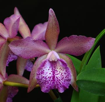 Brassocatanthe Cheryle Daniel 'BL Orchids' AM/AOS