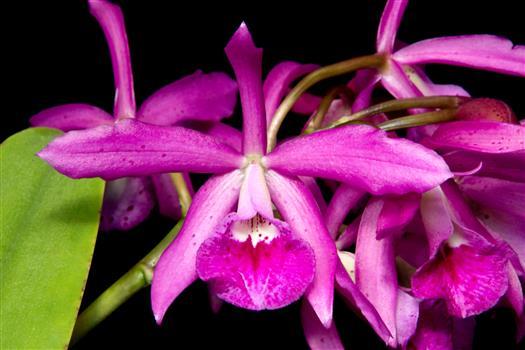 Brassocatanthe Mai Lin 'Normandy' HCC/AOS