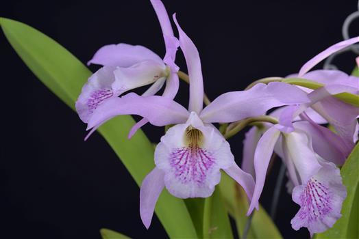 Brassocatanthe Haleahi Profusion 'Kavalentonella' HCC/AOS