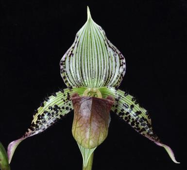 Paphiopedilum