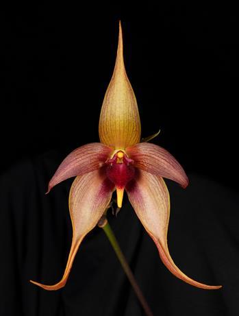 American Orchid Society - American Orchid Society