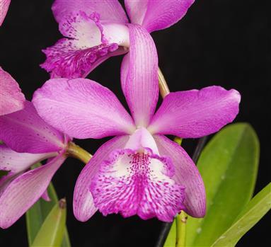 Brassocatanthe Cheryle Daniel 'Dakota Hunter' AM/AOS