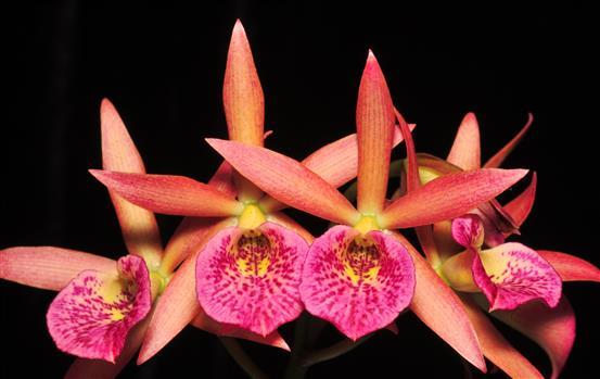 Brassocatanthe Ward Bradeen 'Mem. Catherine Johnson' AM/AOS