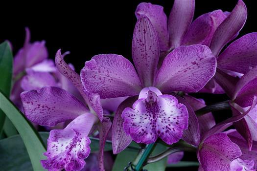 Brassocatanthe Cheryle Daniel 'Amelia' AM/AOS