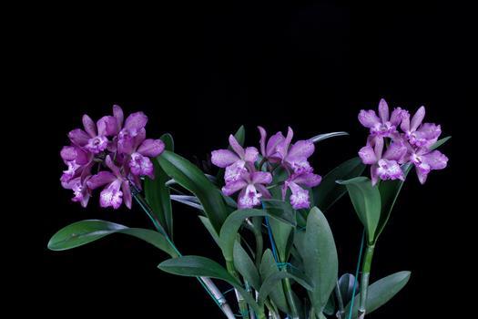 Brassocatanthe Cheryle Daniel 'Amelia' CCE/AOS