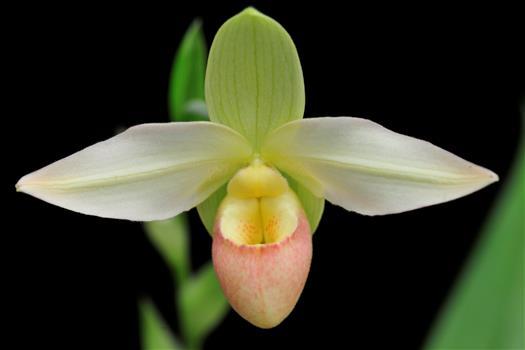 Phragmipedium Havre des Pas 'Ellen' AM/AOS