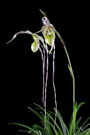 Phragmipedium Diana Salazar 'Sebulba' AM/AOS