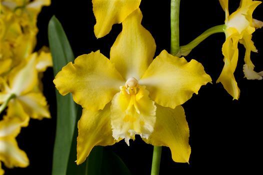 Oncidium