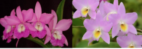 The American Orchid Society's 2025 Virtual Fall Auction