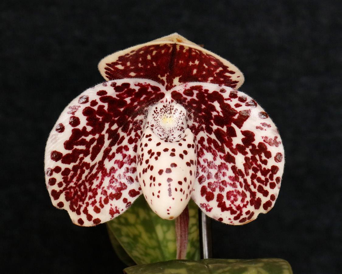 8th Orchid Culture Day - "Step into the World of Slippers"