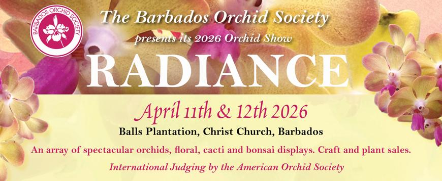 Barbados Orchid Society's "Radiance"